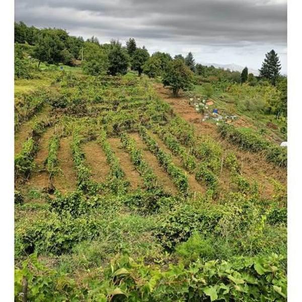 Tre.Mi.La. Etna wines - Gloria Di Paola