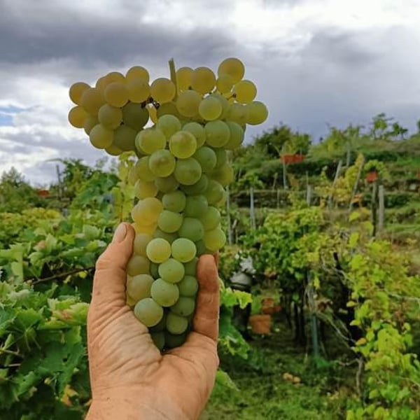 Tre.Mi.La. Etna wines - Gloria Di Paola
