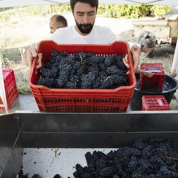 Azienda Vitivinicola Tère Rüse - Gregorio