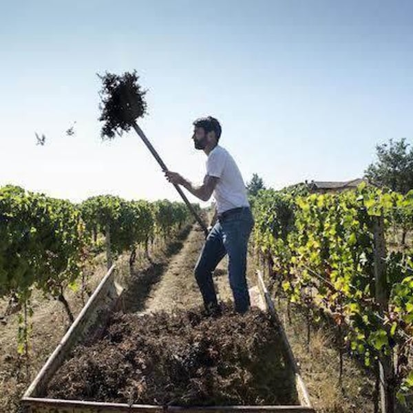 Azienda Vitivinicola Tère Rüse - Gregorio