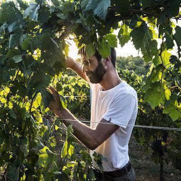 Azienda Vitivinicola Tère Rüse - Gregorio