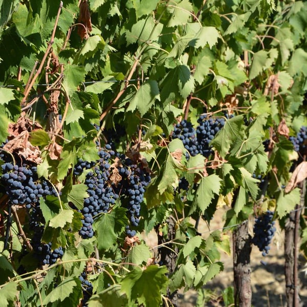 Azienda Agricola Fattoria di Trecento - Guido Ballio