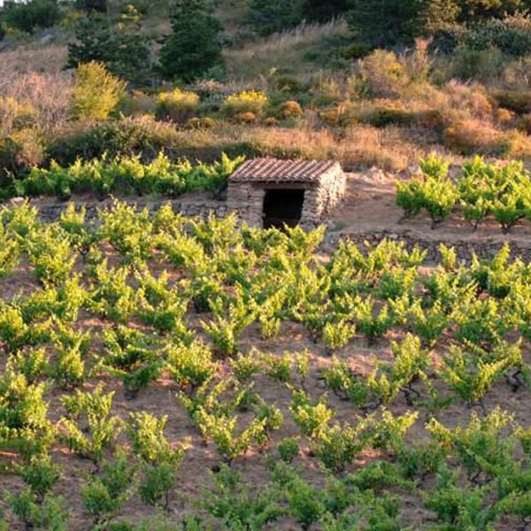 Domaine Riberach - Guilhem SOULIGNAC, J-M MAILLOLES , Patrick RODRIGUES & Luc RICHARD