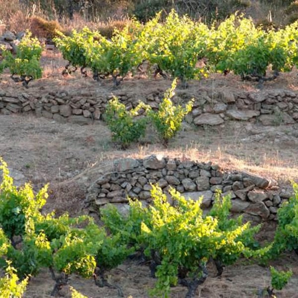 Domaine Riberach - Guilhem SOULIGNAC, J-M MAILLOLES , Patrick RODRIGUES & Luc RICHARD