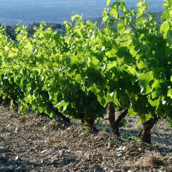 Domaine Riberach - Guilhem SOULIGNAC, J-M MAILLOLES , Patrick RODRIGUES & Luc RICHARD