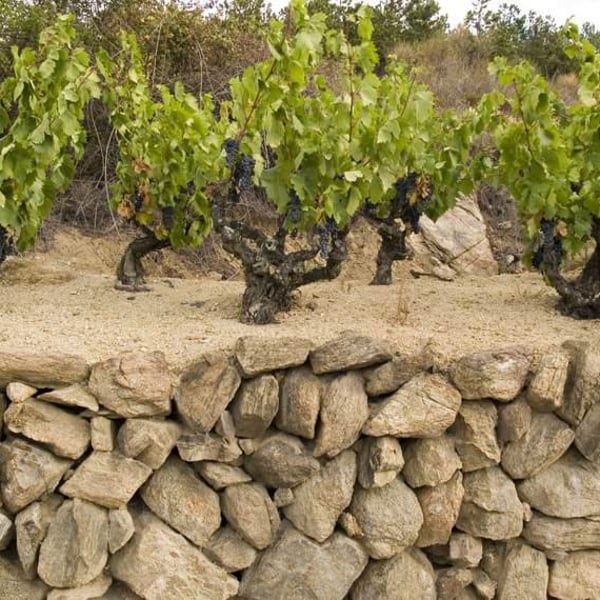 Domaine Riberach - Guilhem SOULIGNAC, J-M MAILLOLES , Patrick RODRIGUES & Luc RICHARD