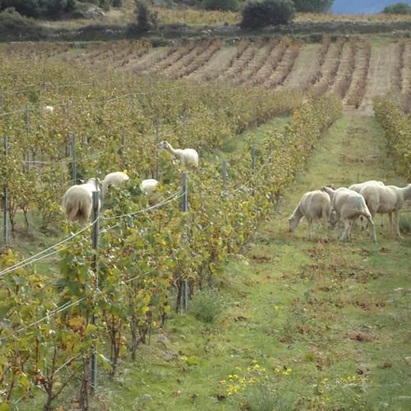 Domaine Riberach - Guilhem SOULIGNAC, J-M MAILLOLES , Patrick RODRIGUES & Luc RICHARD