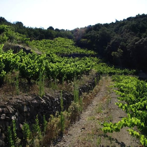 Domaine Riberach - Guilhem SOULIGNAC, J-M MAILLOLES , Patrick RODRIGUES & Luc RICHARD