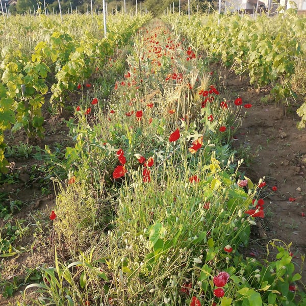 Les Vignes de Chatiou - Guillaume Caty