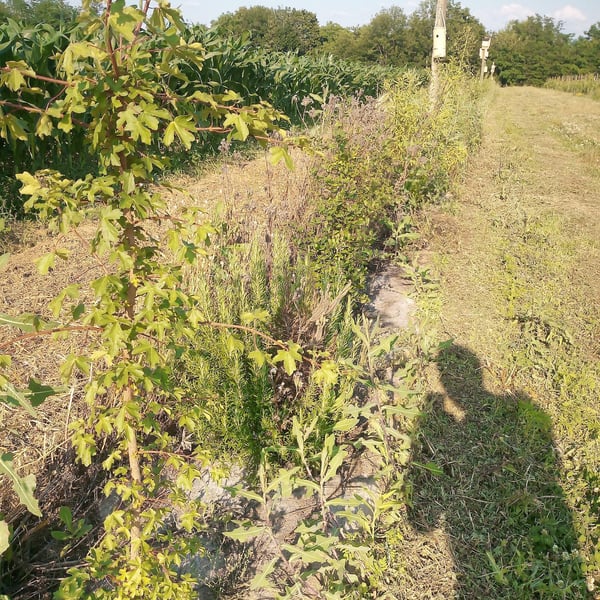 Les Vignes de Chatiou - Guillaume Caty
