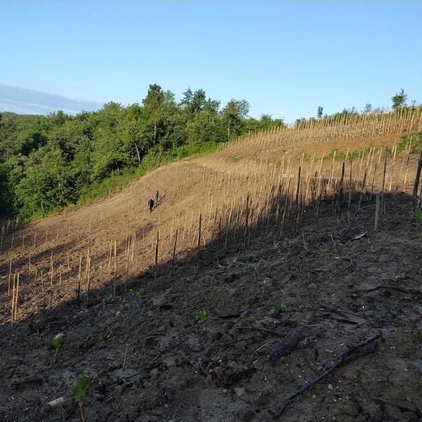 Les Vignes de Chatiou - Guillaume Caty