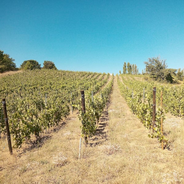 Les Vignes de Chatiou - Guillaume Caty