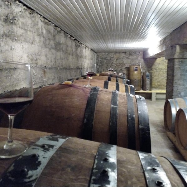 Les Vignes de Chatiou - Guillaume Caty