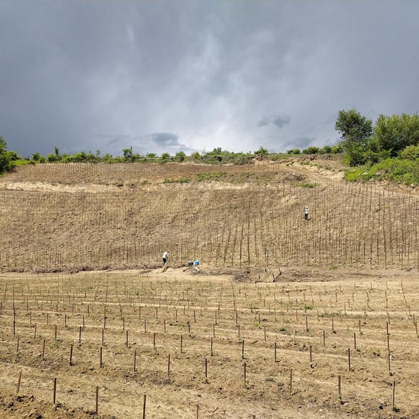 Les Vignes de Chatiou - Guillaume Caty