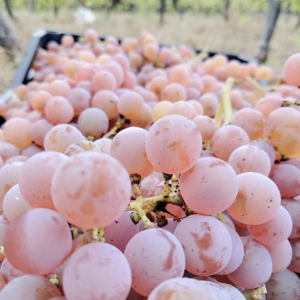 Domaine de la Renouée - Guillaume Dussans