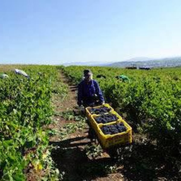 La Tintorera Compañia de Vinos - Gustavo Cortés Bueno