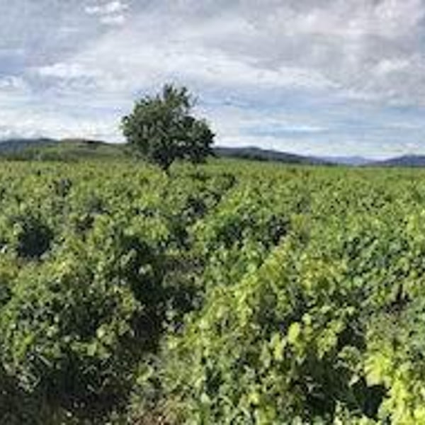 La Tintorera Compañia de Vinos - Gustavo Cortés Bueno