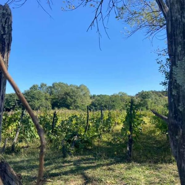 Baia's Wine - Gvantsa ,Giorgi & Baia Abuladze