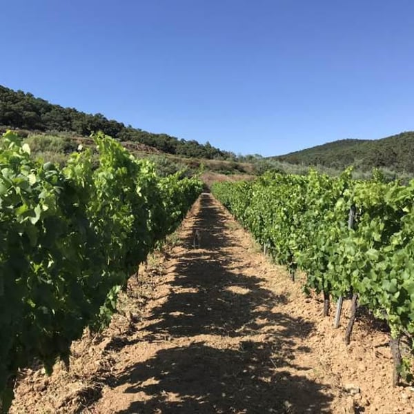 Clos des B - Gwendolyn Berger
