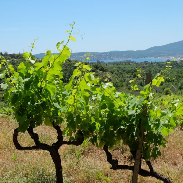 Clos des B - Gwendolyn Berger