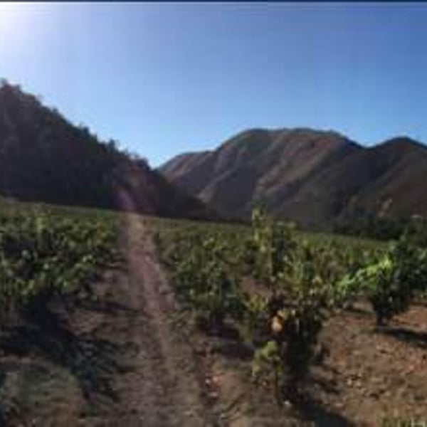 Dirty & Rowdy Family Winery - Matt Richardson