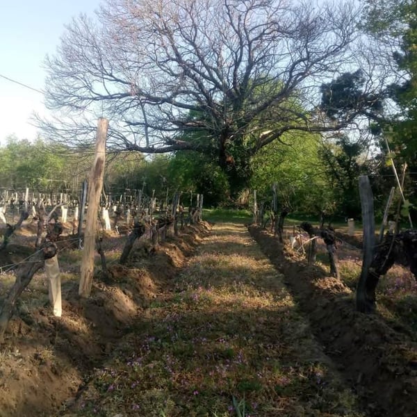 Domaine Des Frères - Marie et Valentin Bruneau