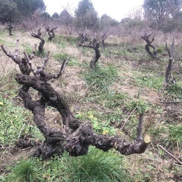 Domaine Eole - Hervé Bessiere