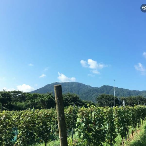 Domaine Chaud - Hideo Kobayashi