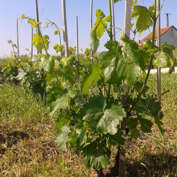 Hummel Pincészet - Weingut Hummel - Horst Hummel