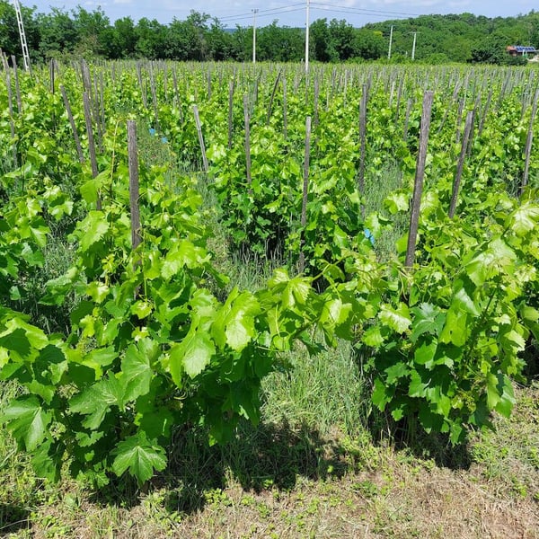 Hummel Pincészet - Weingut Hummel - Horst Hummel