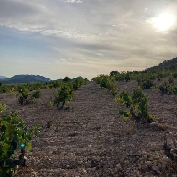 Panduro Vinos Murcia - Ibon Apezteguia & Henrik Falk