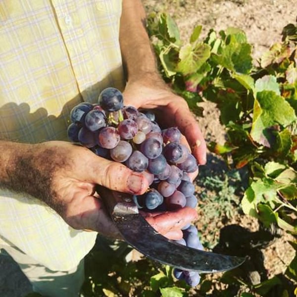 Panduro Vinos Mallorca - Ibon Apezteguia & Henrik Falk