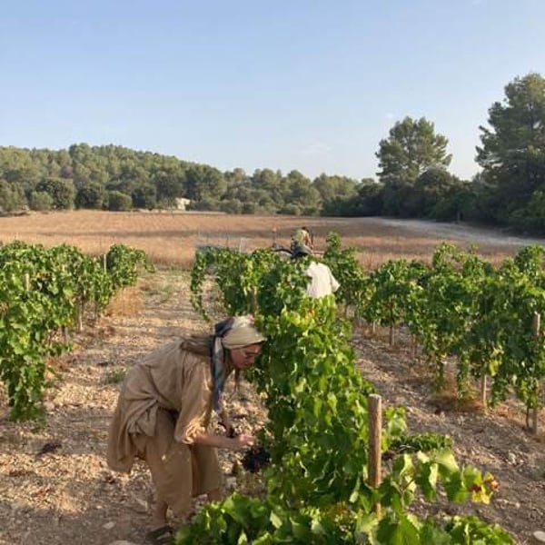 Panduro Vinos Mallorca - Ibon Apezteguia & Henrik Falk