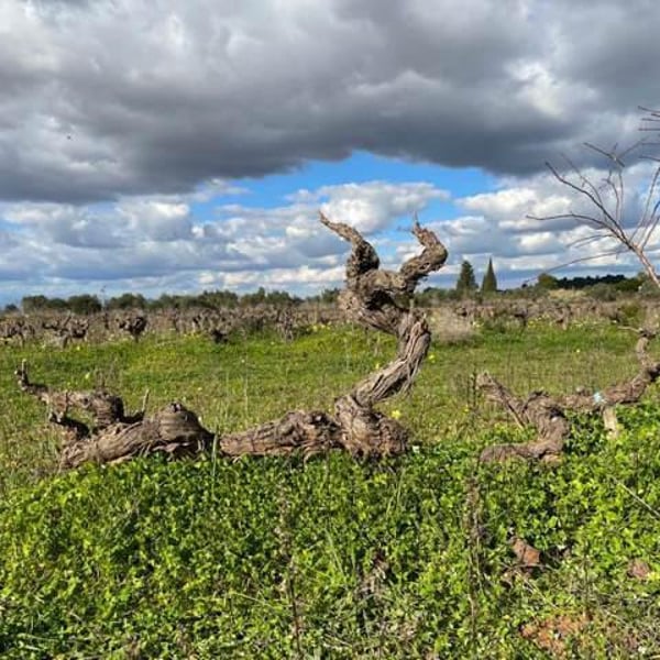 Panduro Vinos Mallorca - Ibon Apezteguia & Henrik Falk