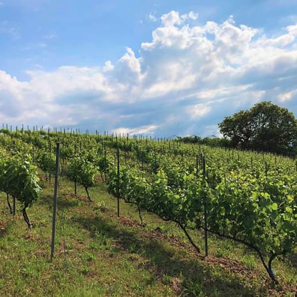 Domaine ICHI - Ichiro Ueda