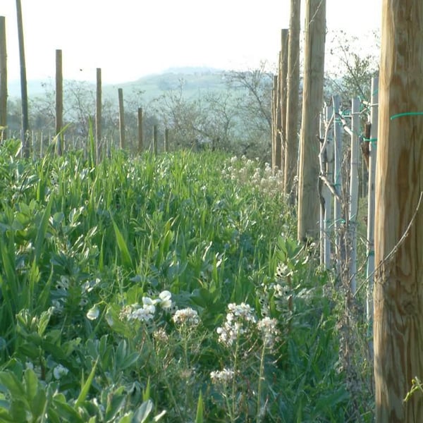 Fontorfio - Igino Brutti