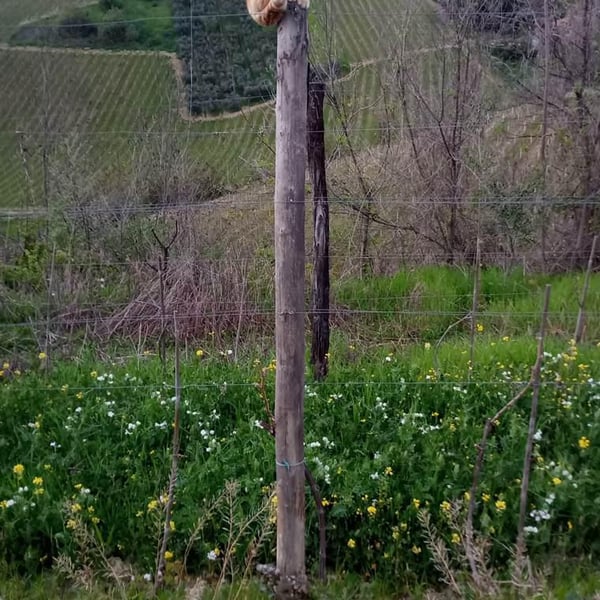 Fontorfio - Igino Brutti