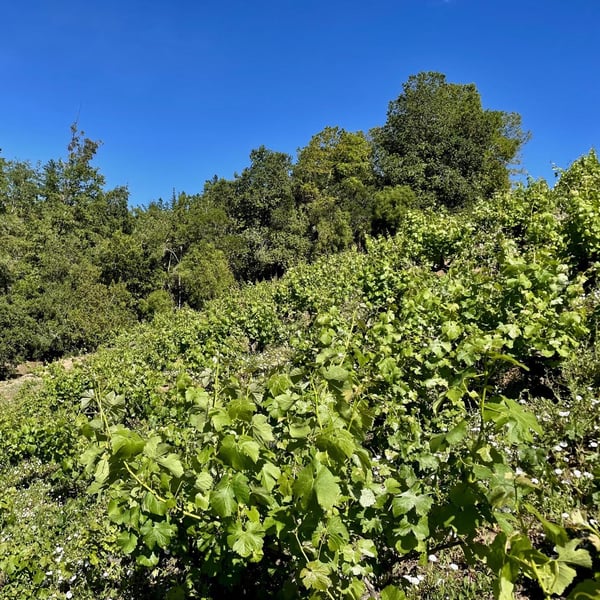 Vinos Pino Román - Ignacio Pino Román