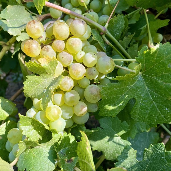 Vinos Pino Román - Ignacio Pino Román