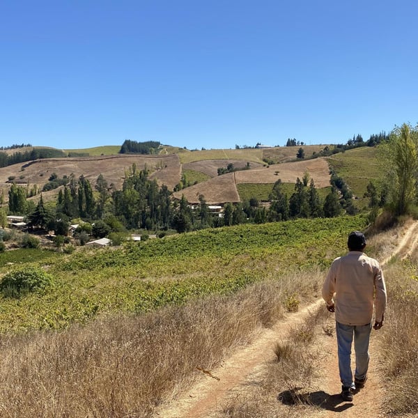 Vinos Pino Román - Ignacio Pino Román