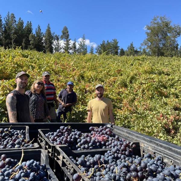 Vinos Pino Román - Ignacio Pino Román