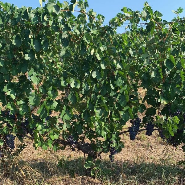 VIV Winery - Ilaria Squillari