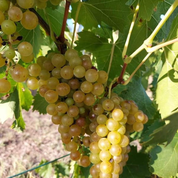 VIV Winery - Ilaria Squillari
