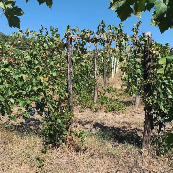 VIV Winery - Ilaria Squillari
