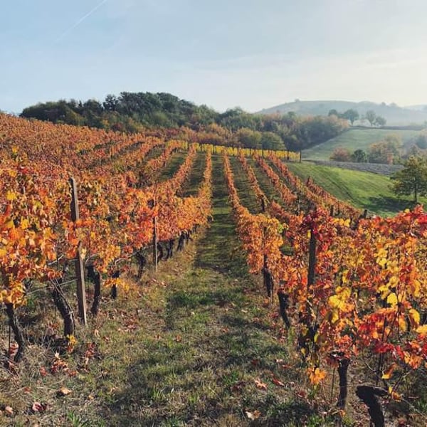 VIV Winery - Ilaria Squillari