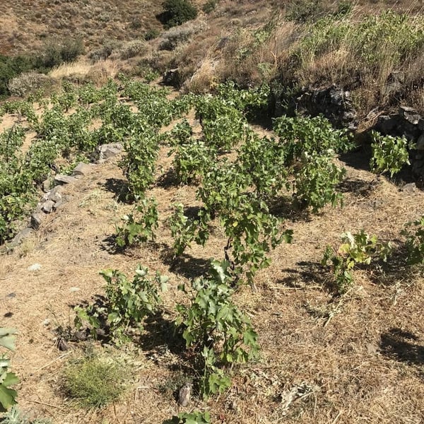Iliana Malihin Winery - Iliana Malihin