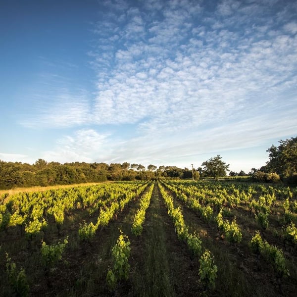 Domaine Berry - Althoff & Le Quai à Raisins - Imogen Berry & Robin Althoff
