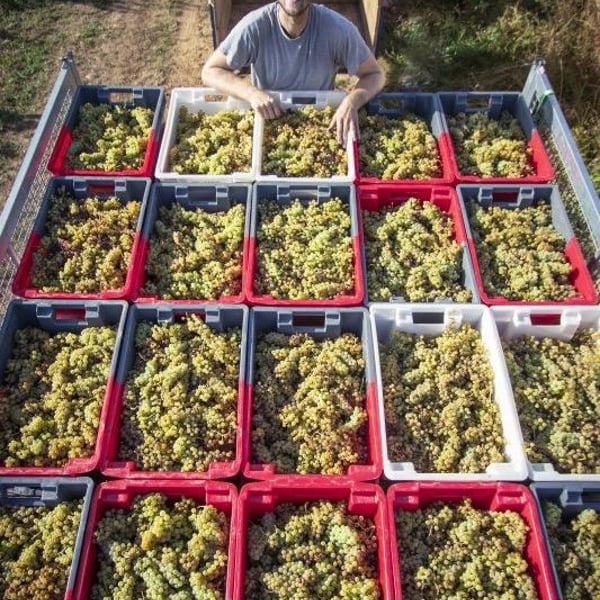 Domaine Berry - Althoff & Le Quai à Raisins - Imogen Berry & Robin Althoff