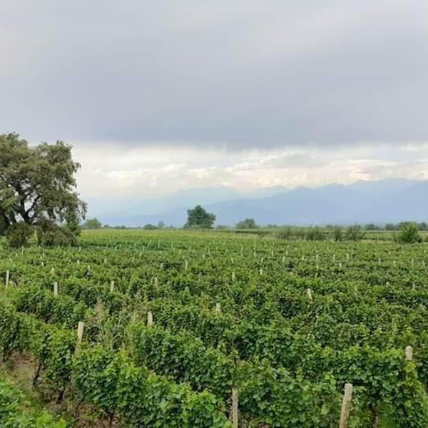 Makharebeli Winery - Ioseb Khutsishvili