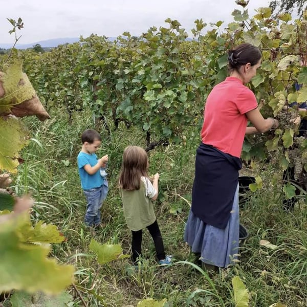 Makharebeli Winery - Ioseb Khutsishvili
